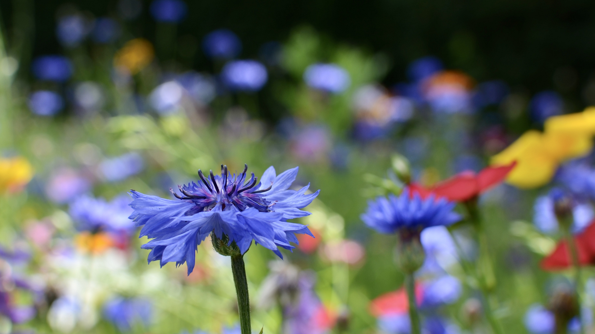 Blumenwiese / Juli 23