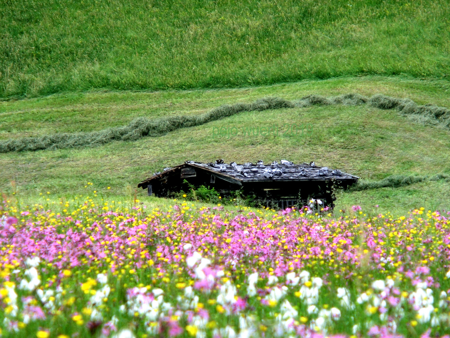 Blumenwiese Kallbrunn Alm