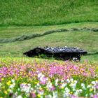 Blumenwiese Kallbrunn Alm