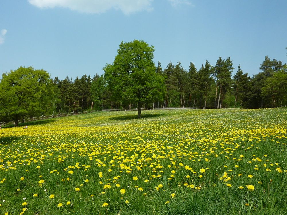 Blumenwiese Kommern