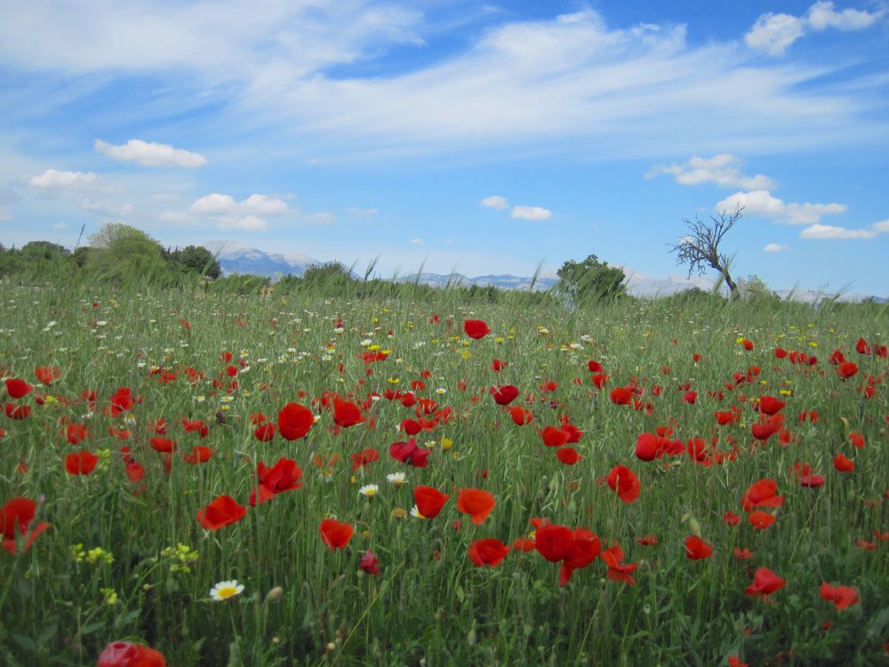 Blumenwiese Mai 2014