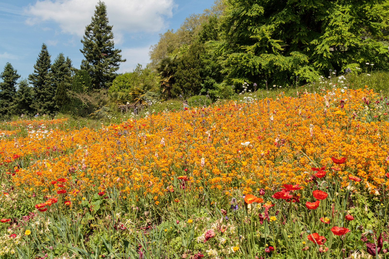 Blumenwiese - Mainau/Bodensee