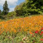 Blumenwiese - Mainau/Bodensee