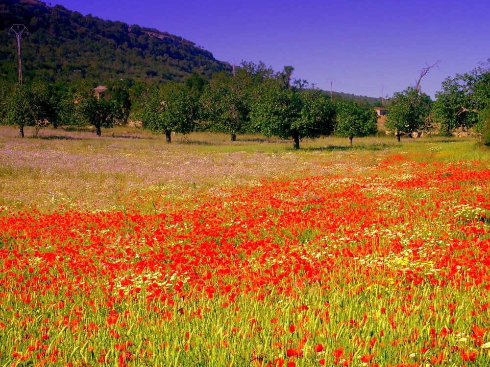 Blumenwiese Mallorca