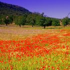 Blumenwiese Mallorca