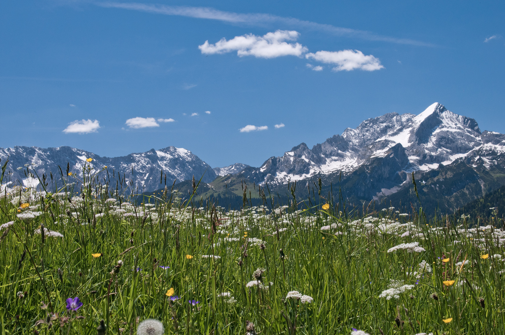 Blumenwiese mit Alpspitze rechts im Bild