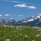 Blumenwiese mit Alpspitze rechts im Bild