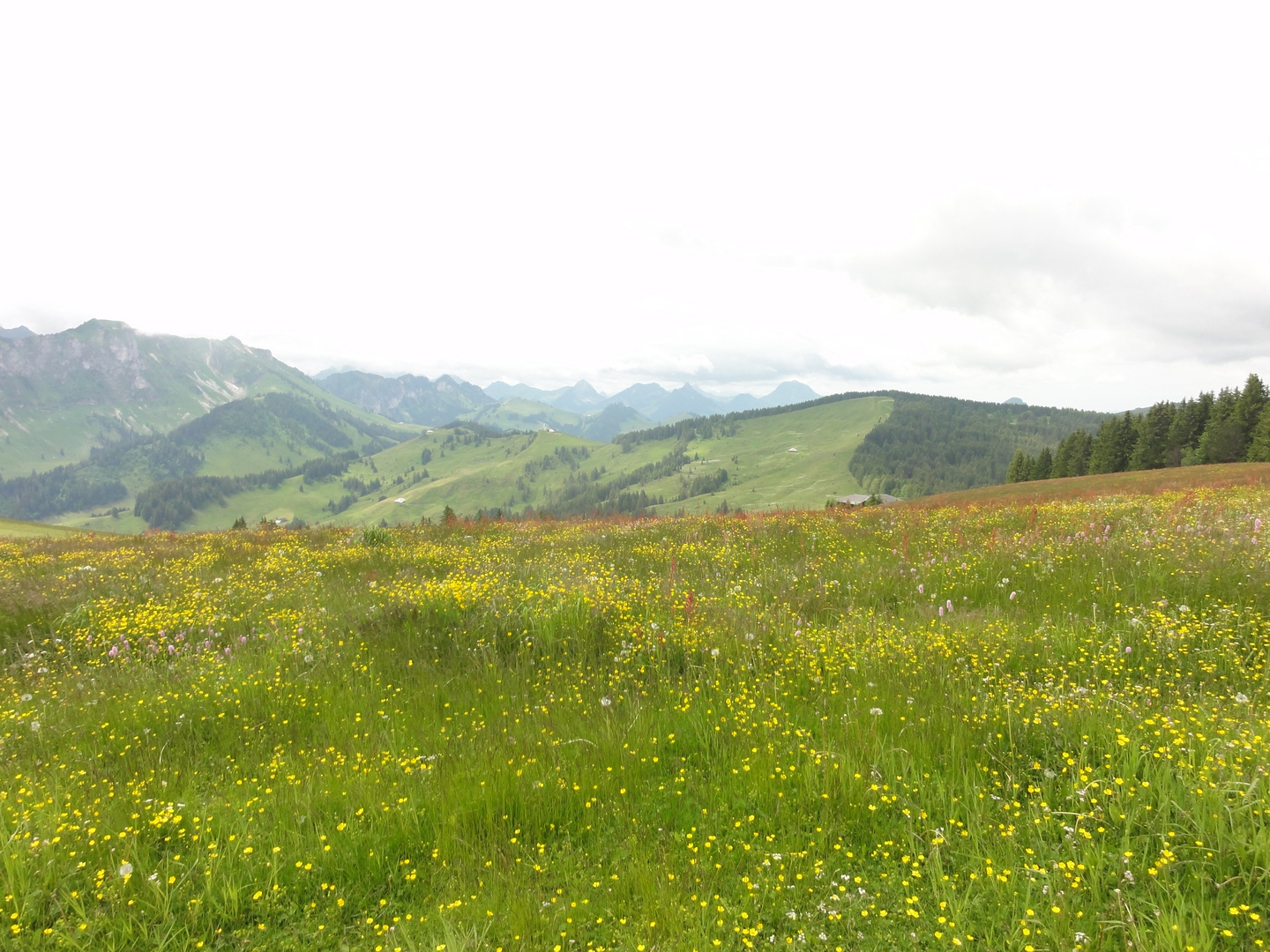 Blumenwiese mit Ausblick!