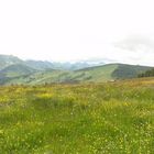 Blumenwiese mit Ausblick!