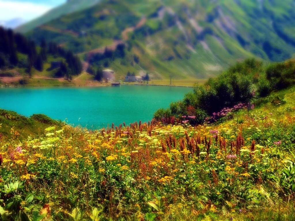 Blumenwiese mit dem trübsee