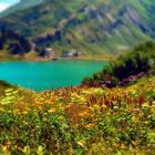 Blumenwiese mit dem trübsee