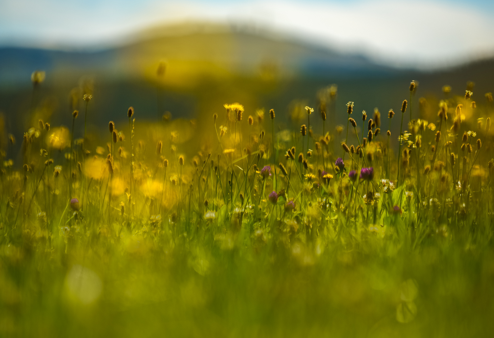 Blumenwiese mit Feldberg im Hintergrund