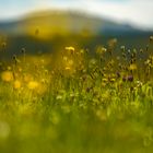 Blumenwiese mit Feldberg im Hintergrund