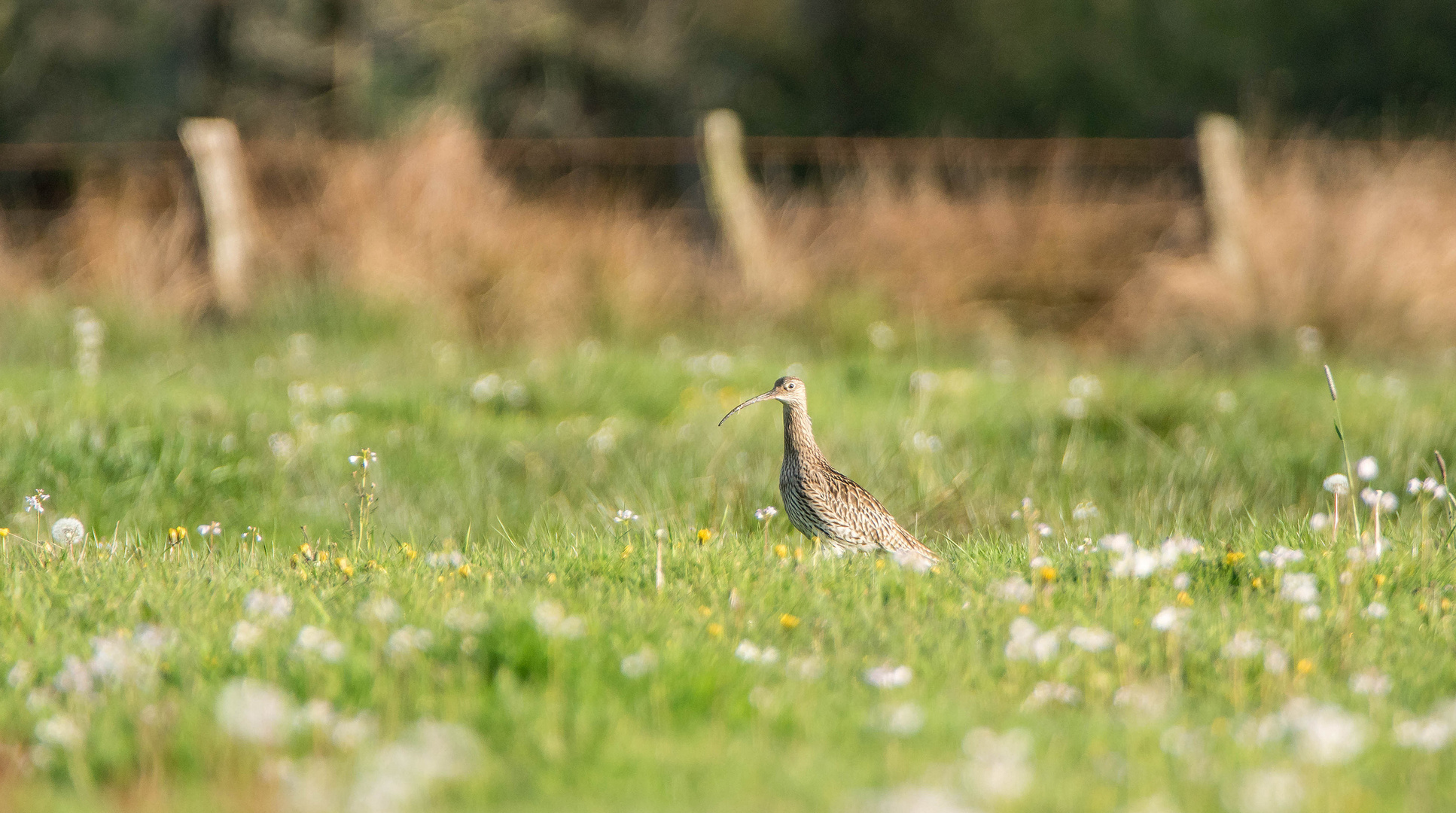 Blumenwiese mit großen Brachvogel