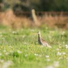 Blumenwiese mit großen Brachvogel