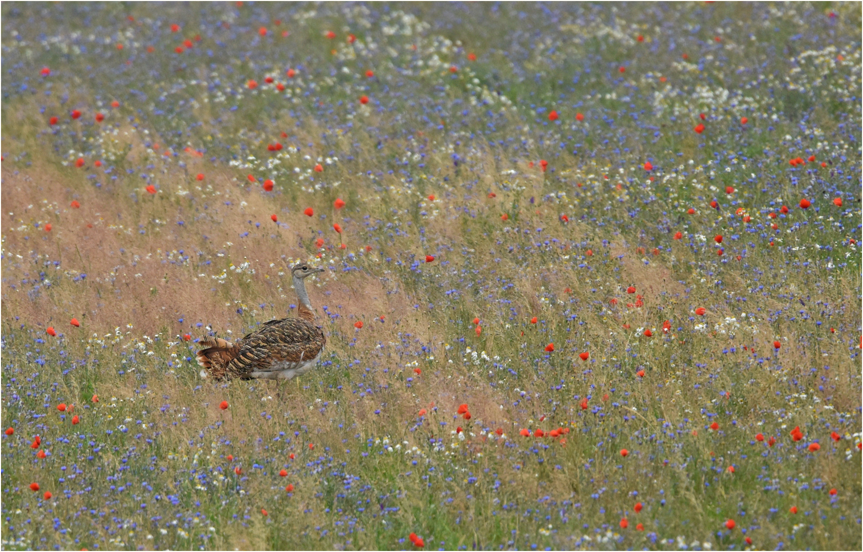 Blumenwiese mit Großtrappe