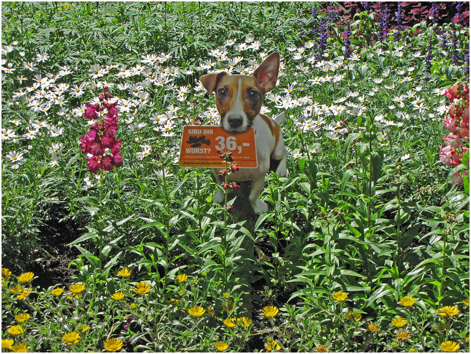 Blumenwiese mit Hund - mittig :-)