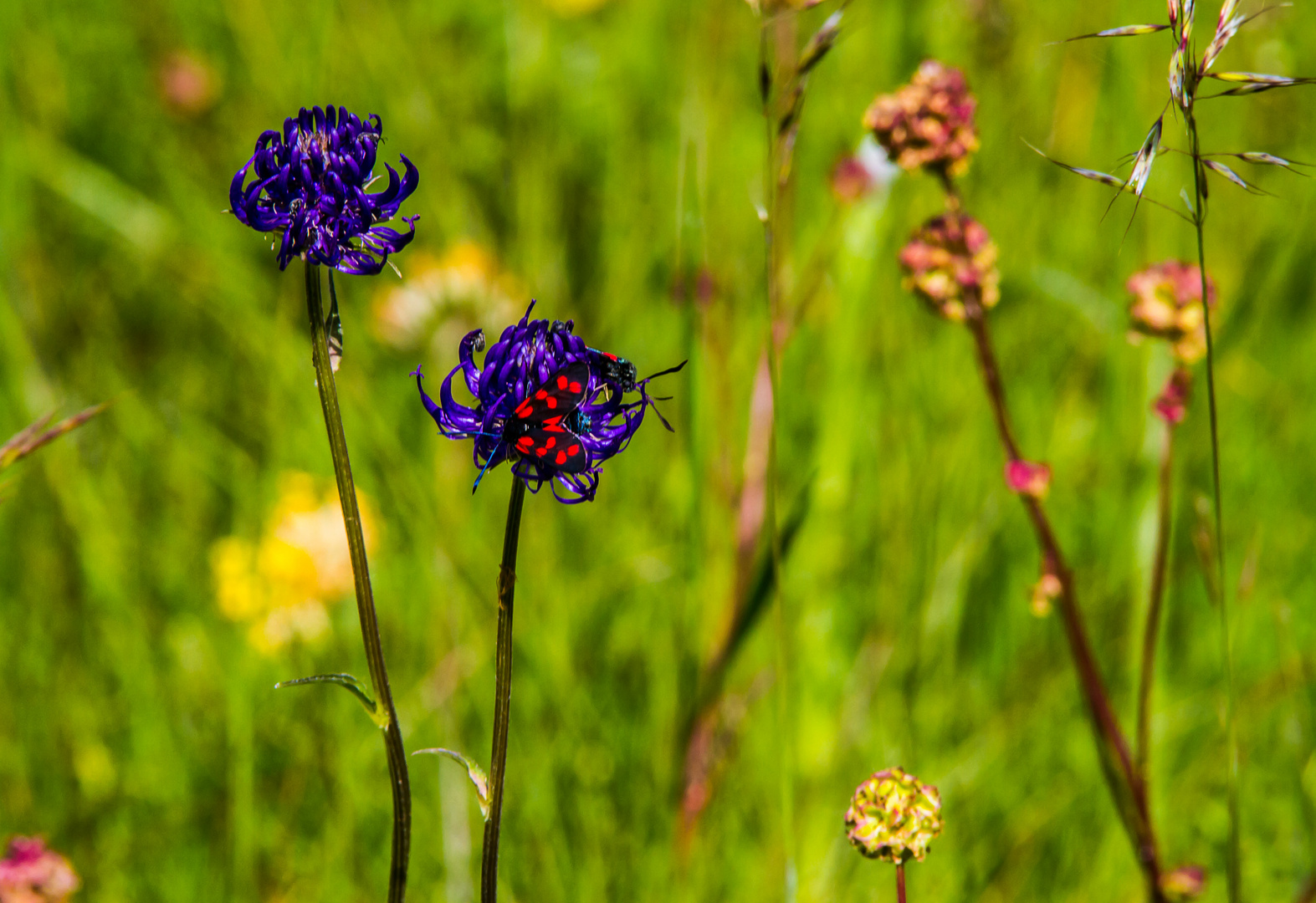 Blumenwiese mit kugliger Teufelskralle