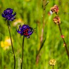 Blumenwiese mit kugliger Teufelskralle