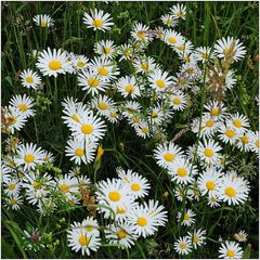 Blumenwiese mit Margeriten