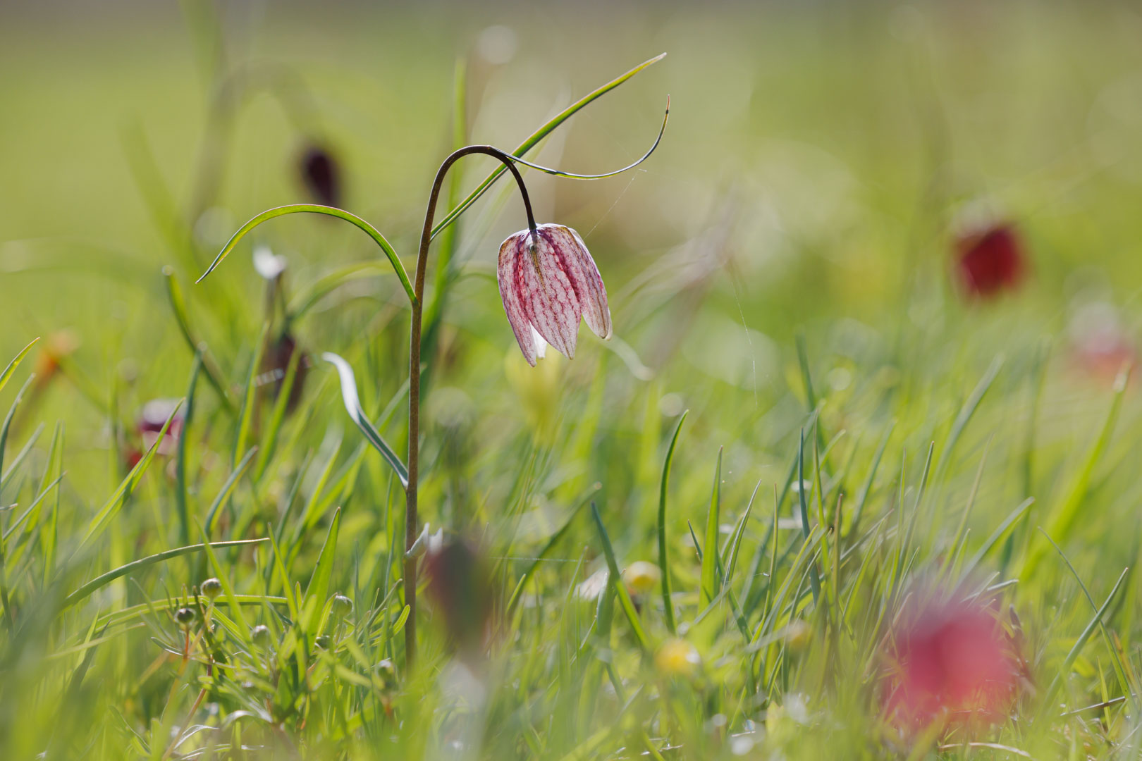 Blumenwiese mit Schachbrettblumen in freier Natur