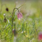 Blumenwiese mit Schachbrettblumen in freier Natur