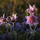 Blumenwiese mit Schellen