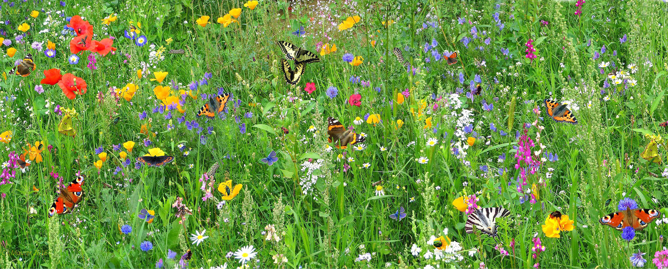 Blumenwiese-mit-Schmetterlingen und Insekten
