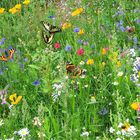 Blumenwiese-mit-Schmetterlingen und Insekten