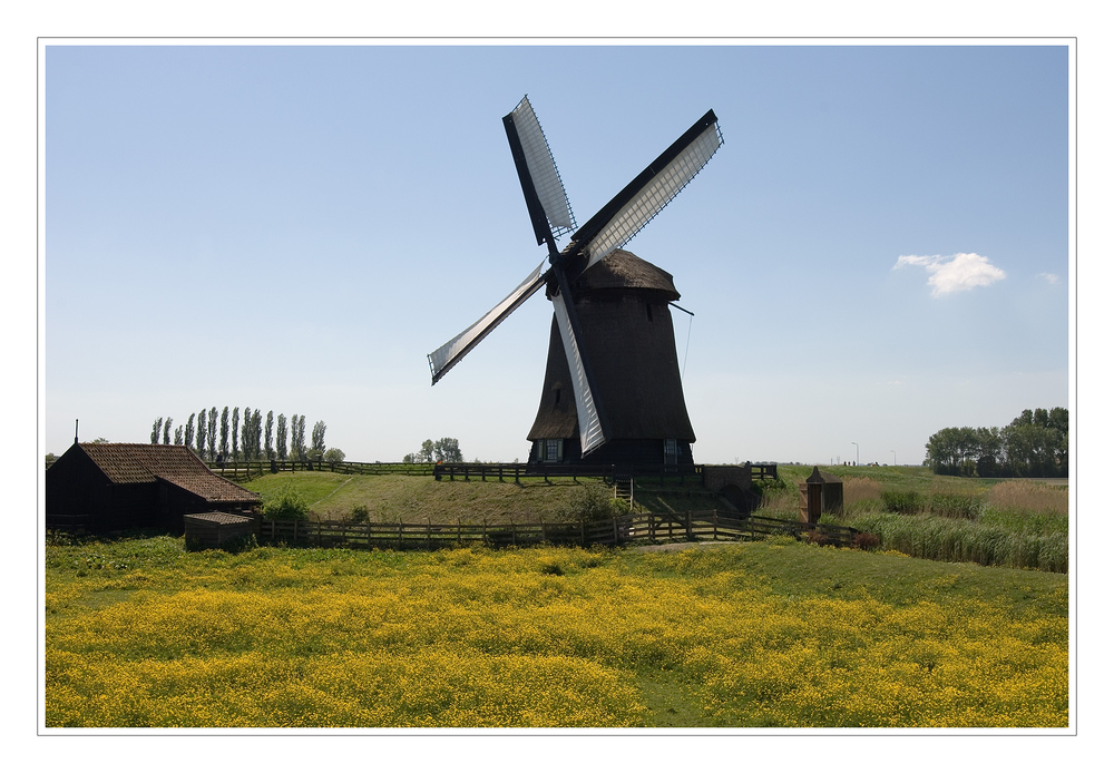 Blumenwiese mit Windmühle