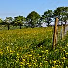 Blumenwiese mit Zaun