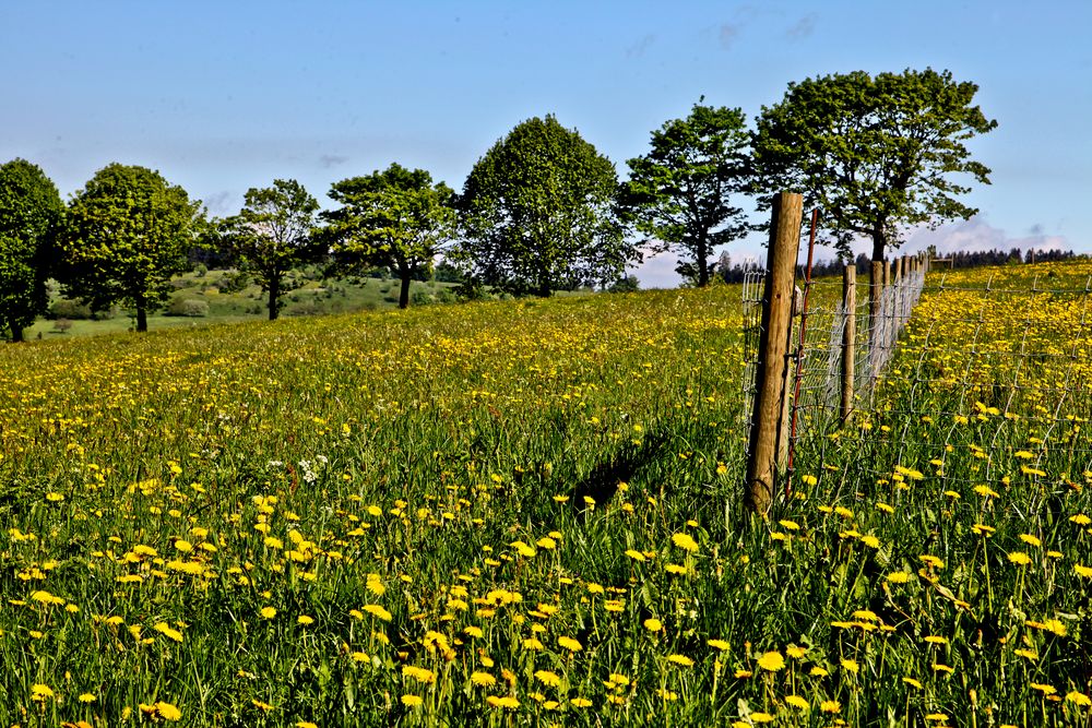 Blumenwiese mit Zaun