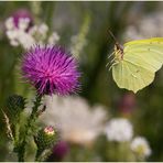 Blumenwiese mit Zitronenfalter