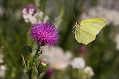 Blumenwiese mit Zitronenfalter