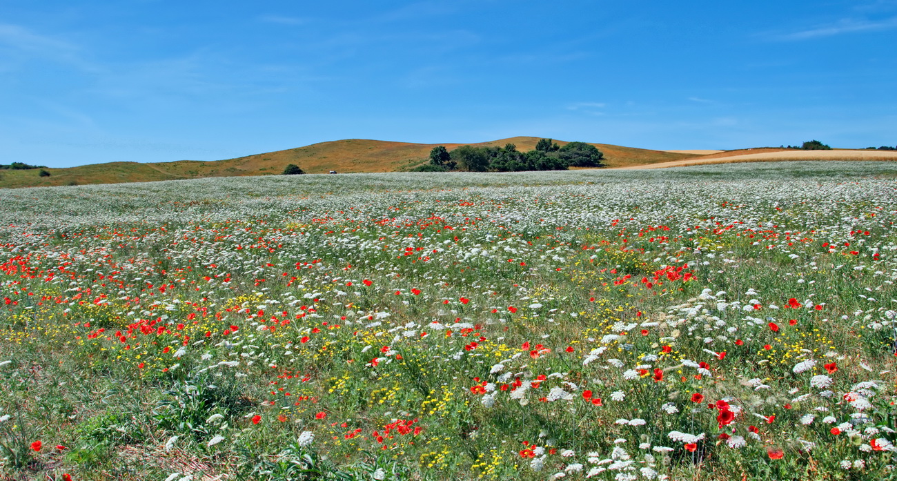 Blumenwiese / Mönchgut