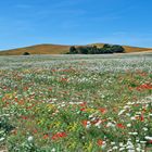 Blumenwiese / Mönchgut