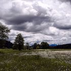 Blumenwiese nach dem Regen