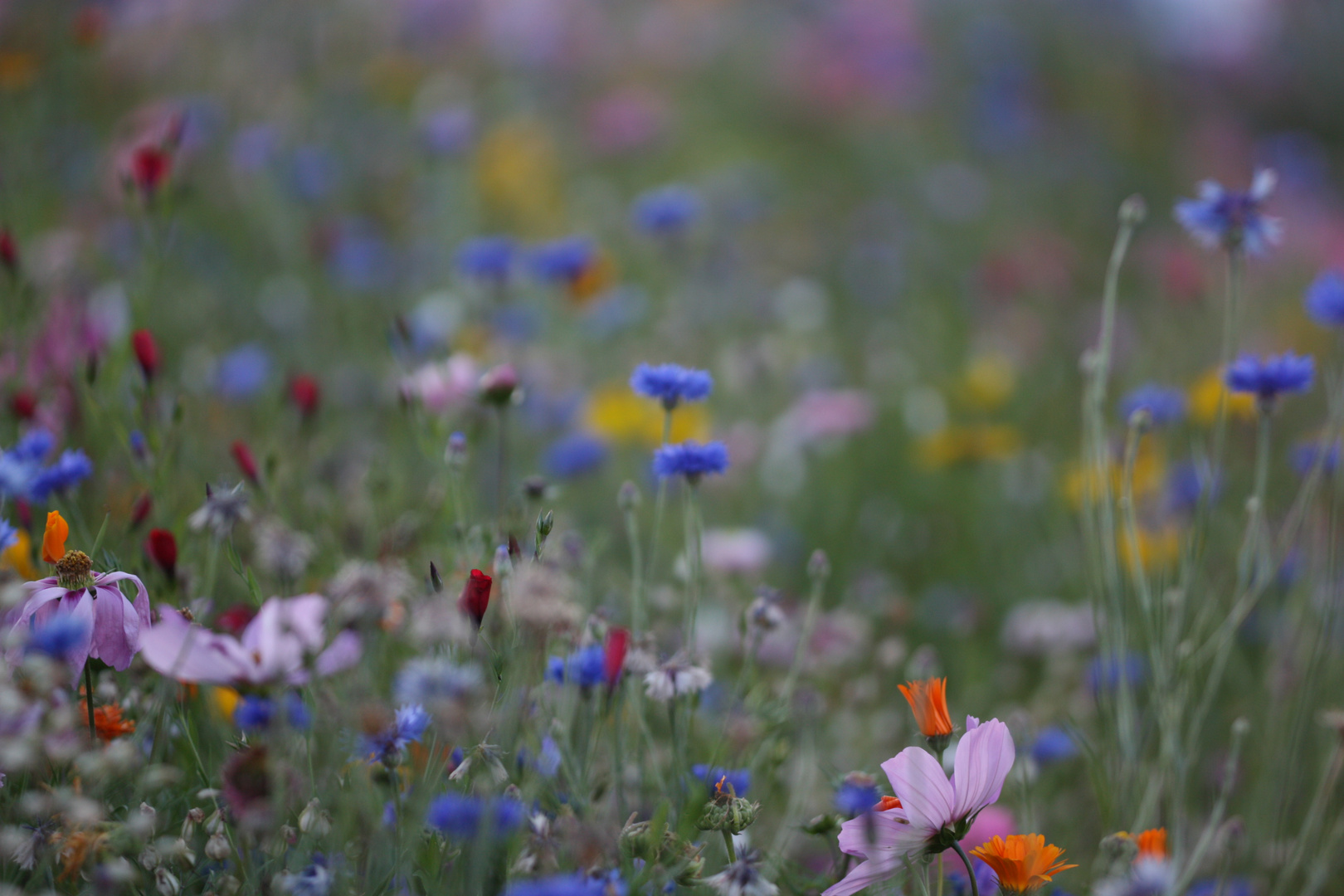 Blumenwiese Nr.2