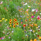 Blumenwiese Oberursel Bahnhof