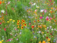 Blumenwiese Oberursel Bahnhof