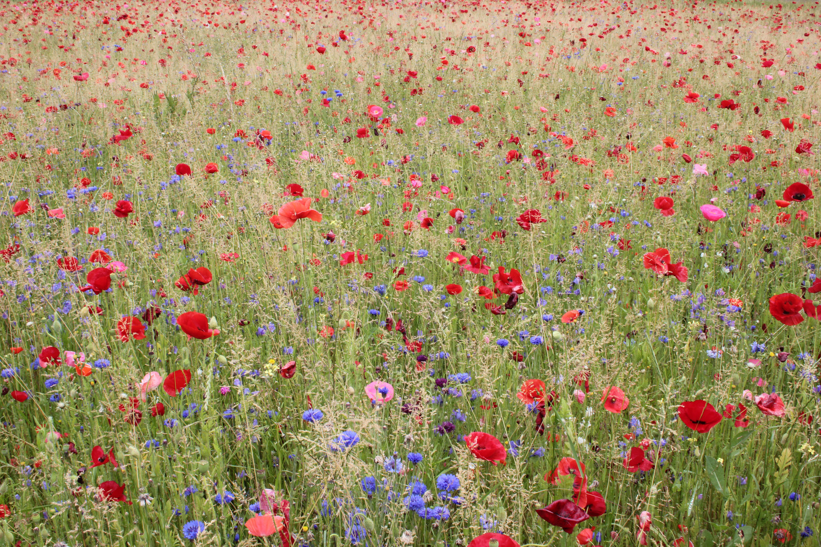 Blumenwiese Reichenau