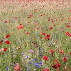 Blumenwiese Reichenau