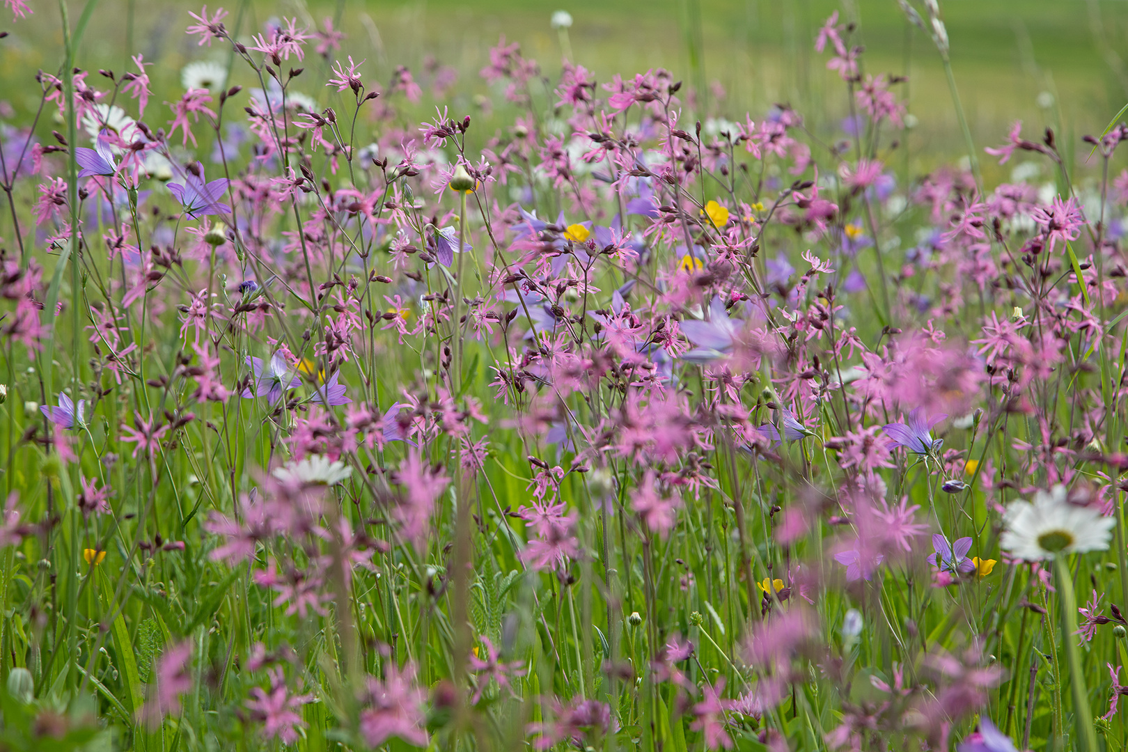 Blumenwiese - so ein durcheinander!!!