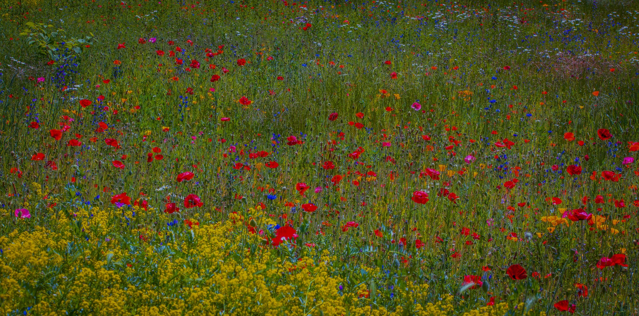 Blumenwiese, so soll's werden