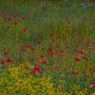 Blumenwiese, so soll's werden