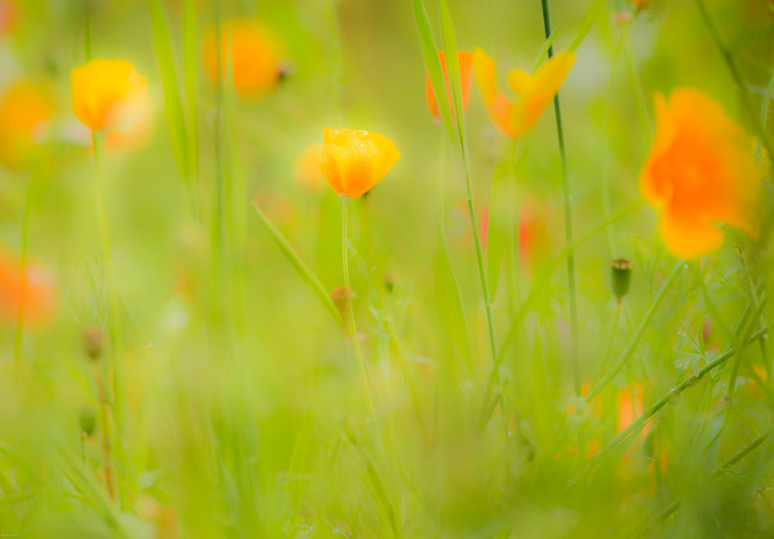 Blumenwiese - solange sie noch steht:-)