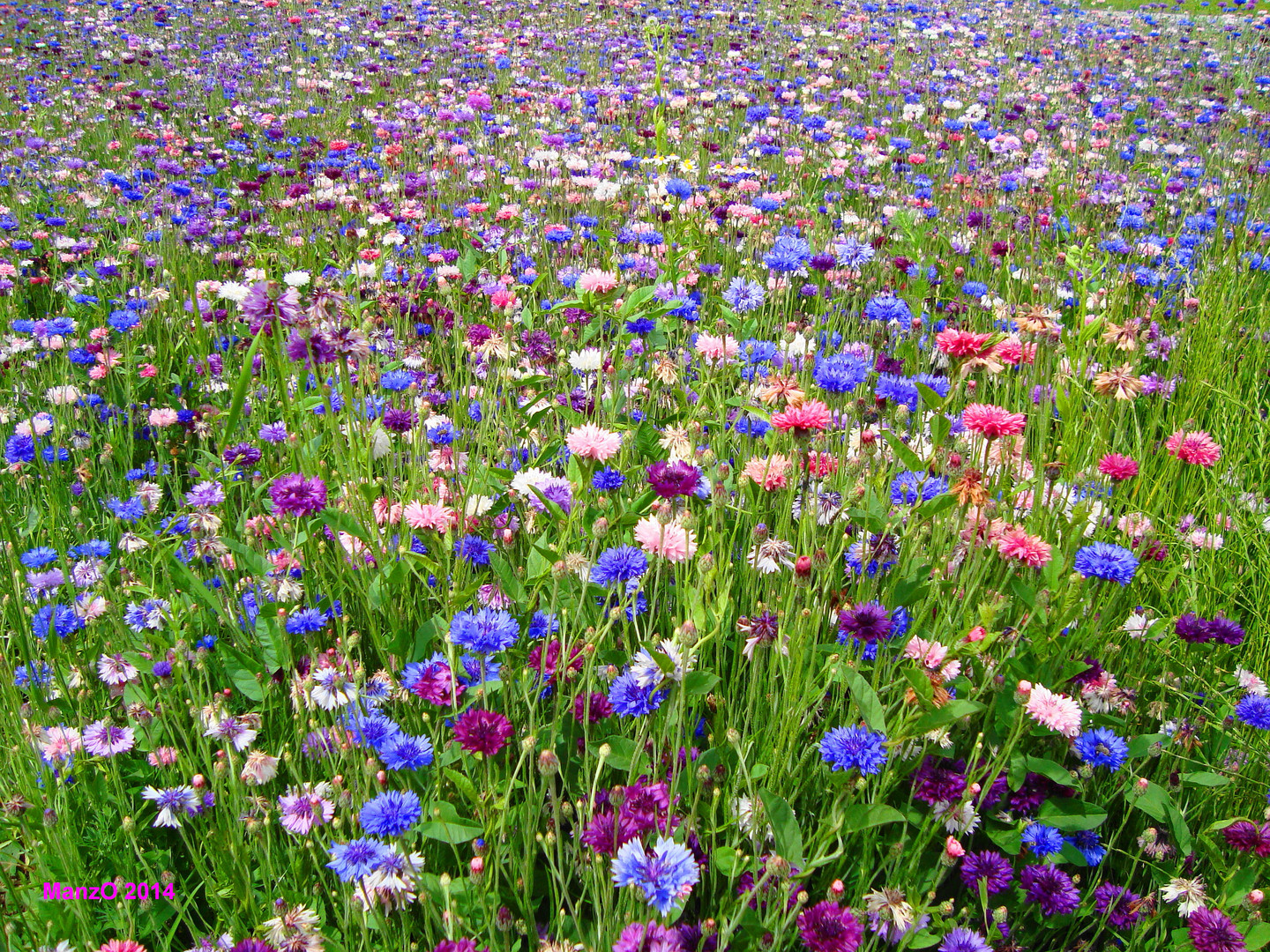 Blumenwiese - Sommer - 2014