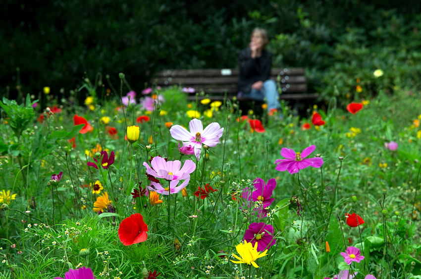 Blumenwiese statt Blumenbeet