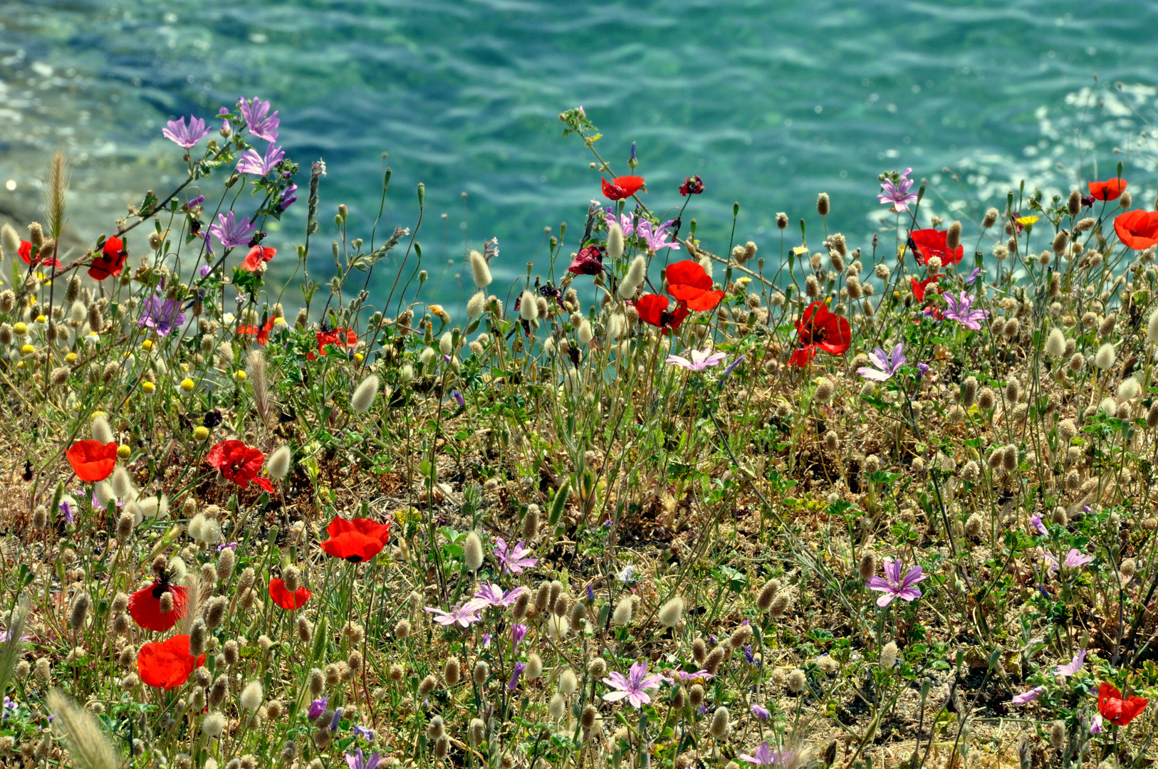 Blumenwiese über den Klippen von Sárti (Chalkidiki Griechenland)