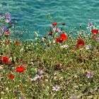 Blumenwiese über den Klippen von Sárti (Chalkidiki Griechenland)